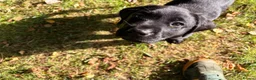 Labrador Retriever dogs for sale: Stunning KC Black Labrador Puppies- 2 boys/1 girl  in Sherborne - Advert 6