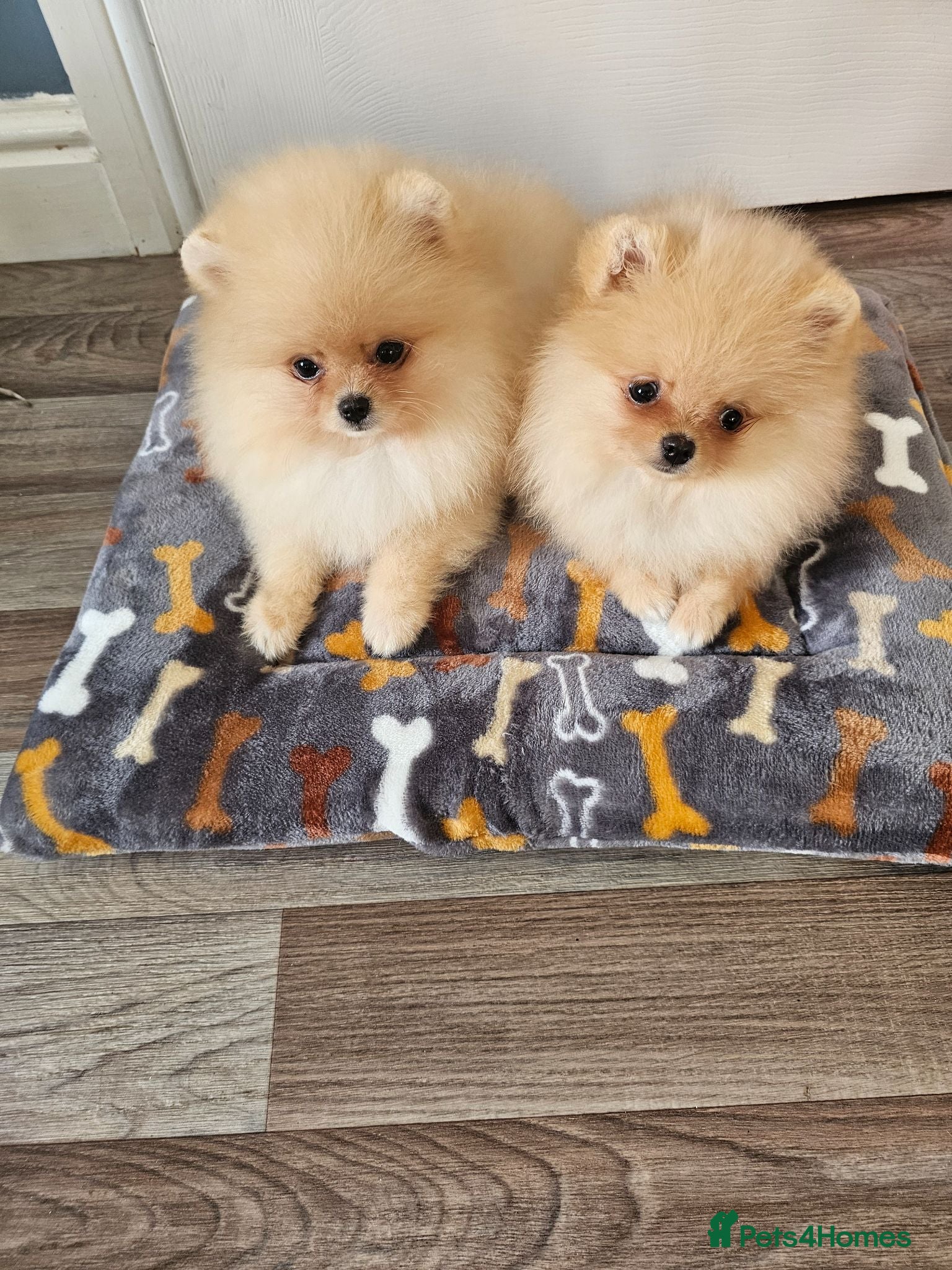 Pomeranian dogs Pom puppies - Advert 2
