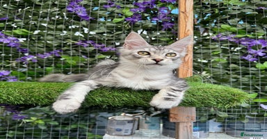Maine Coon cats - Advert 9