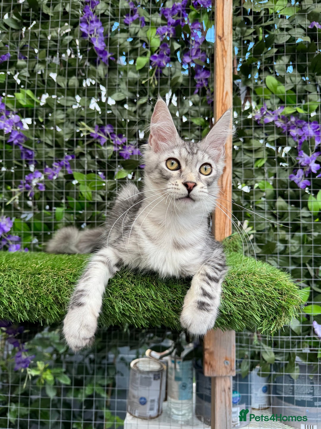 Maine Coon cats for sale: Russian bloodline Maine Coon Kittens 20+Gen! 🏆 - Image 18