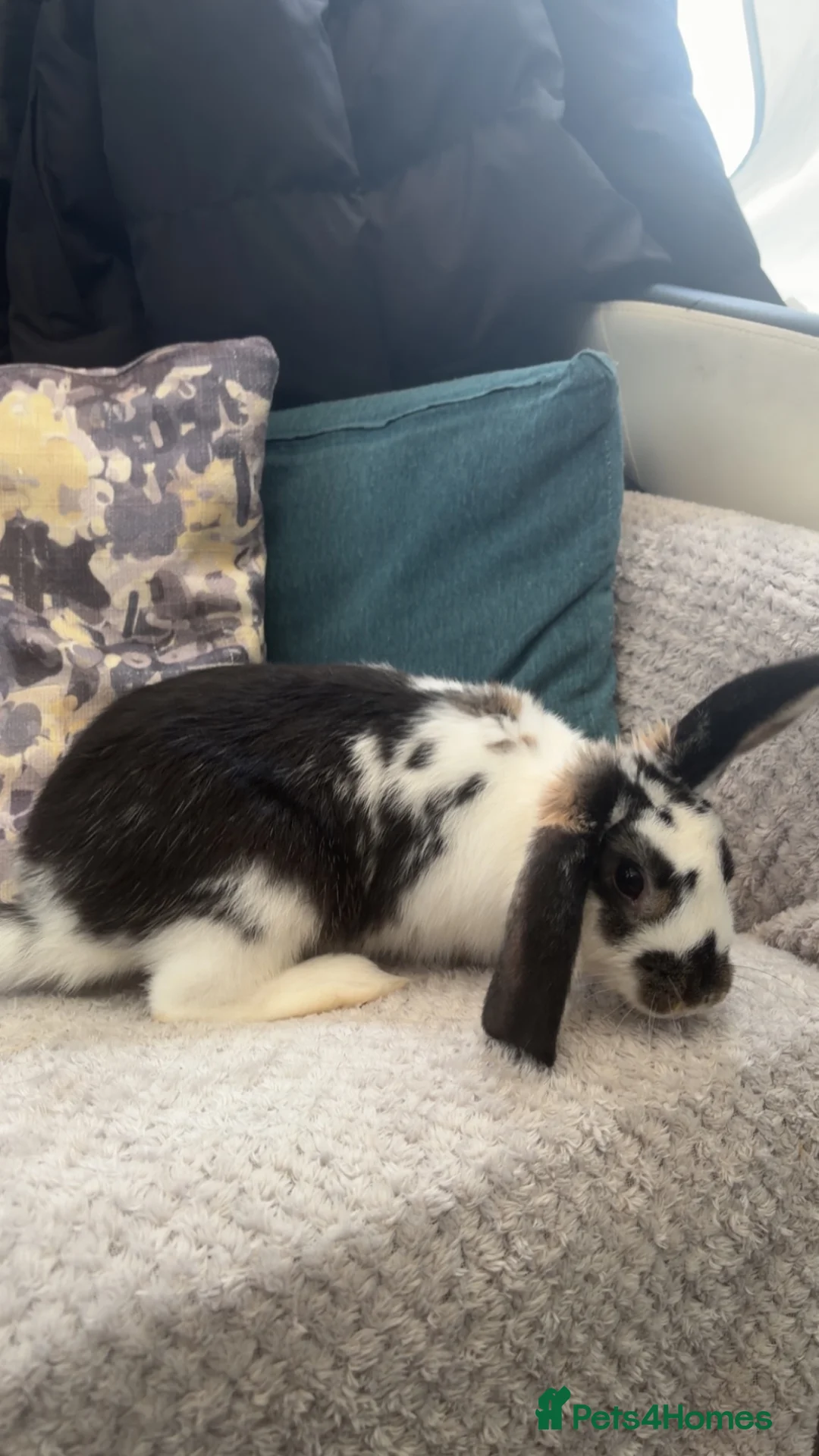 English Lop rabbits for sale: female english lop for sale in Bridgwater - Advert 1