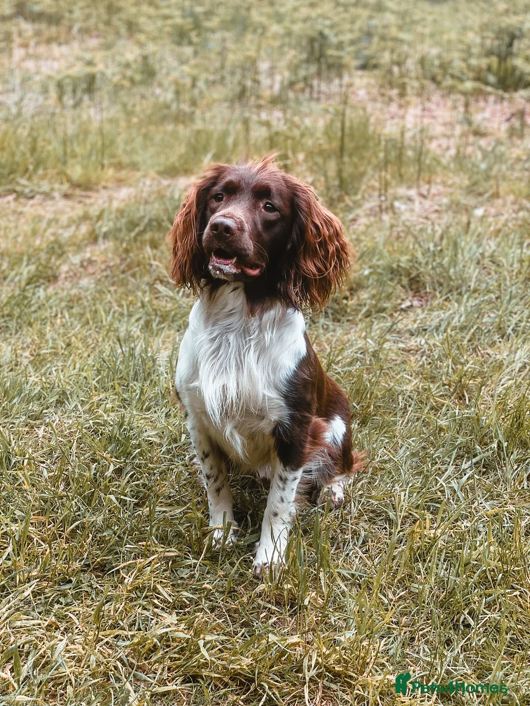 English Springer Spaniel dogs for stud: English Springer Spaniel Stud  in Derby - Advert 16