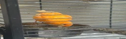 Canaries birds for sale: 3 Gorgeous Bright Orange Canaries  in Sunderland - Advert 1