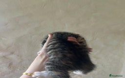 Mixed Breed cats for sale: Beautiful kittens - Image 5