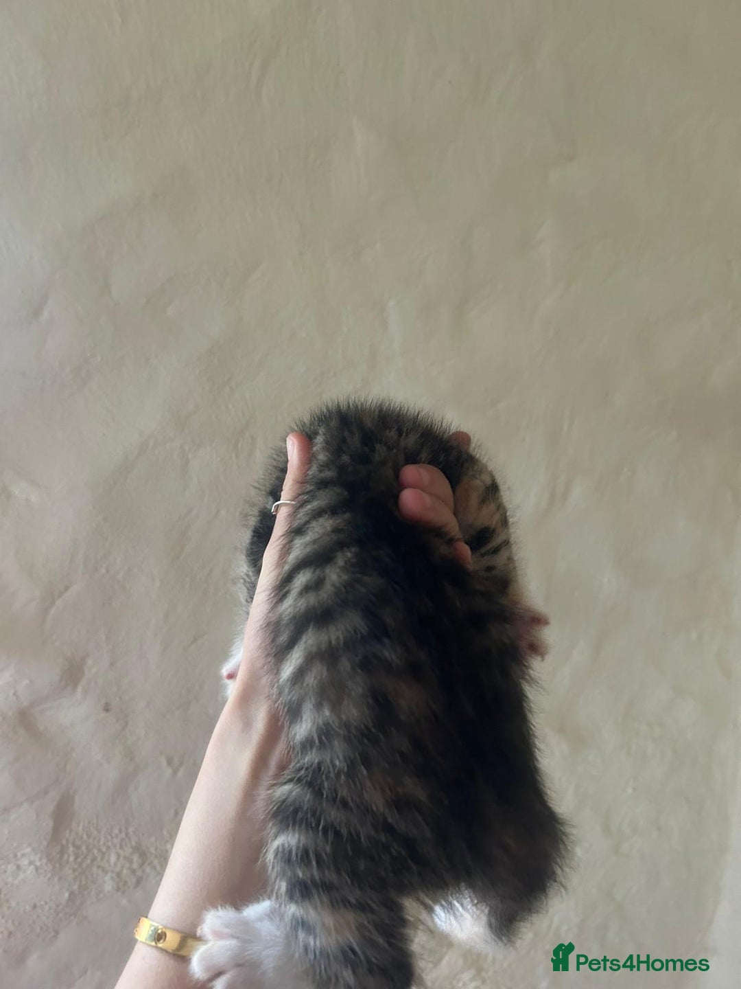 Mixed Breed cats for sale: Beautiful kittens - Image 5