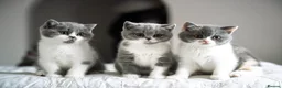British Shorthair cats for sale: GCCF and TICA Registered -Show Quality BSH. - Advert 17