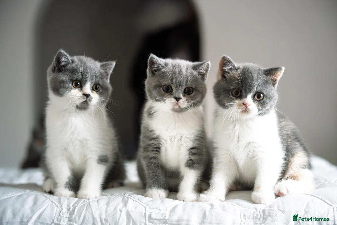 British Shorthair cats for sale: GCCF and TICA Registered -Show Quality BSH. - Advert 17