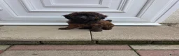 Cockapoo dogs for sale: Sable Girl F1b cockapoo Puppies (1 Left) - Advert 4