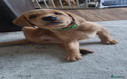 Labrador Retriever dogs for sale: ONLY 1 BOY LEFT Fox Red Labrador Retriever Puppies - Image 1