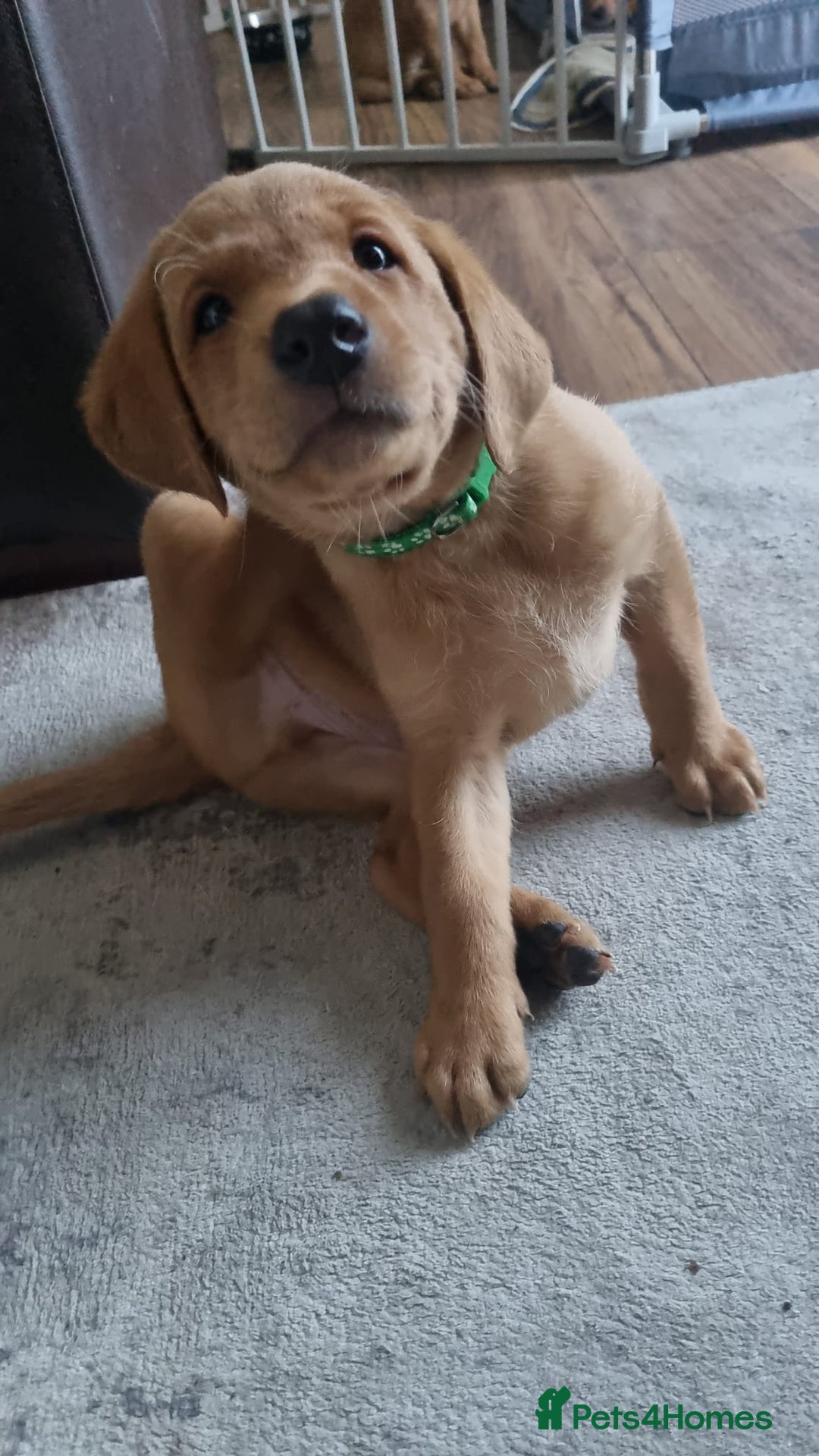 Labrador Retriever dogs for sale: ONLY 1 BOY LEFT Fox Red Labrador Retriever Puppies - Image 1