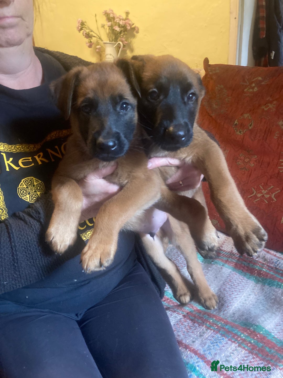 Mixed Breed dogs for sale: Belgian Shepherd Malinois x German Shepherd  - Image 5