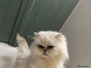 Persian cats Registered silver Persian boy - Advert 10