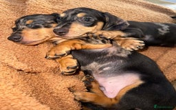Miniature Dachshund dogs for sale:  litter of miniature dachshunds (smoothhair) - Image 2