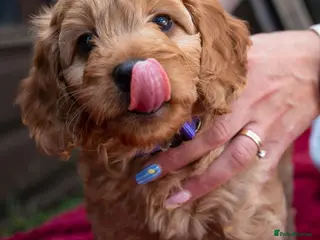 Cockapoo dogs Cockapoo puppies for sale south wales - Advert 3
