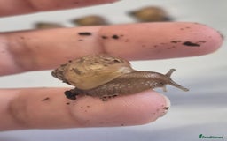 Snails invertebrates for sale: Giant Land Snail Babies - Image 11