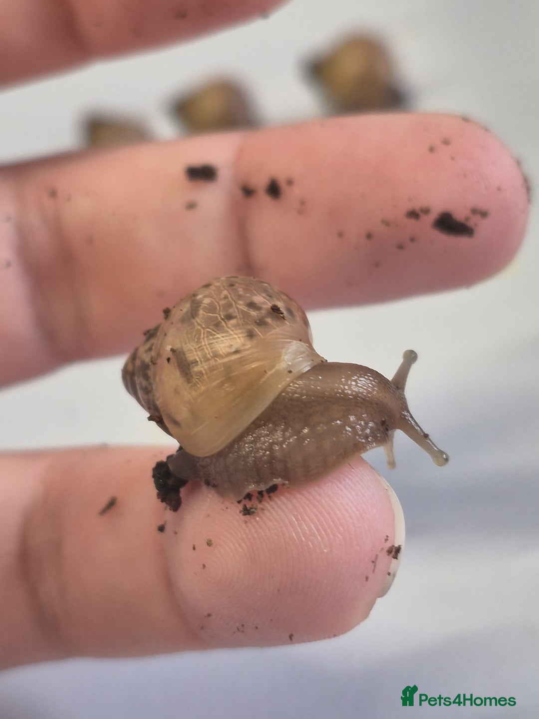 Snails invertebrates for sale: Giant Land Snail Babies - Image 11