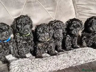 Cavapoo dogs Cavapoo f1b puppies - Advert 14