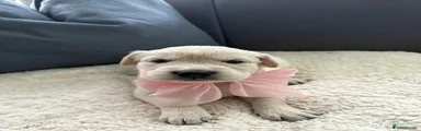 Golden Retriever Puppy 5