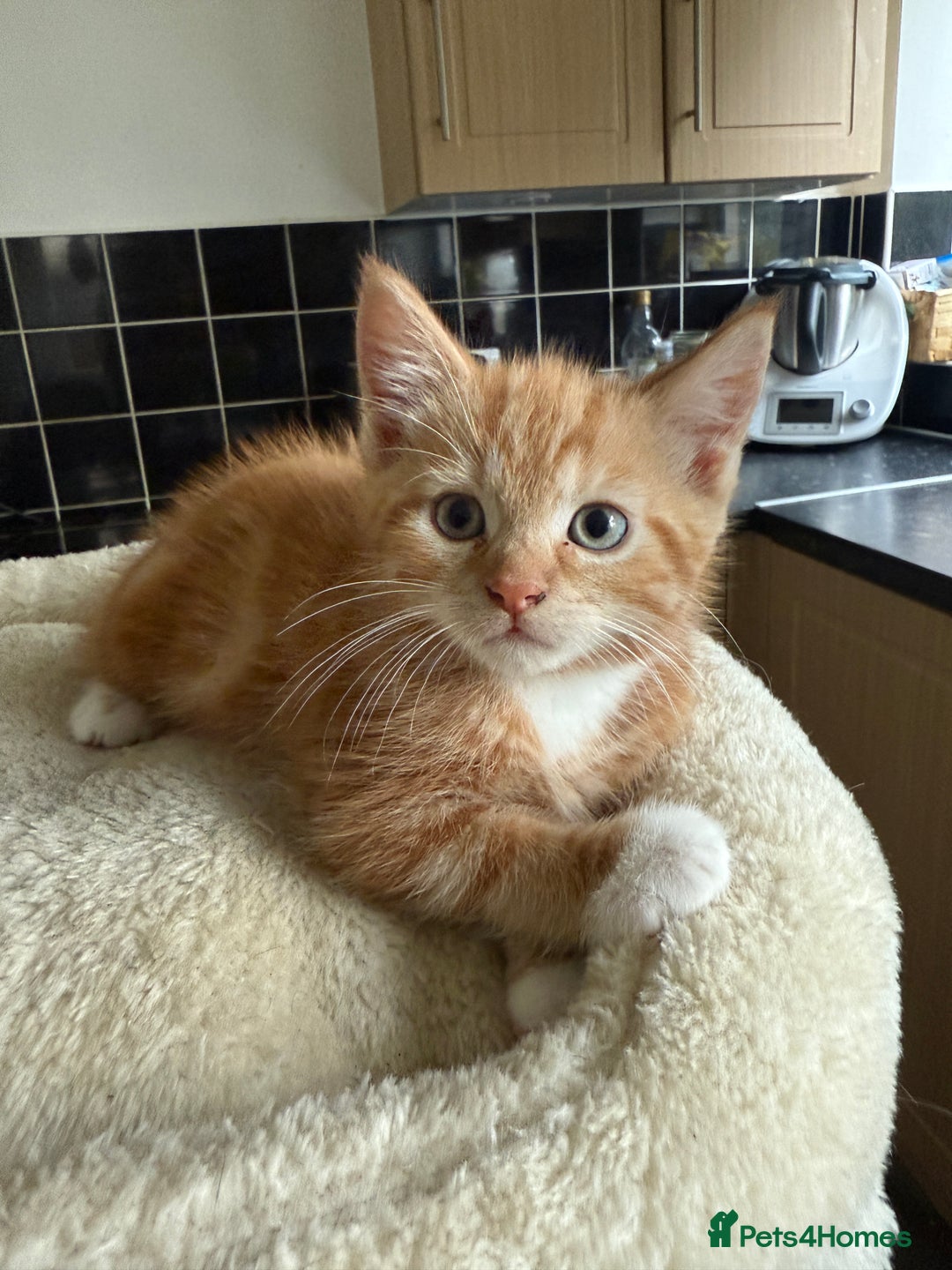 Mixed Breed cats for sale: available: one ginger boy and three girls - Image 7