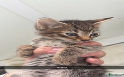 Maine Coon cats for sale: maine coon - bengals (2 males - mum free) - Image 1