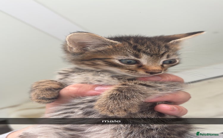 Maine Coon cats - Advert 1