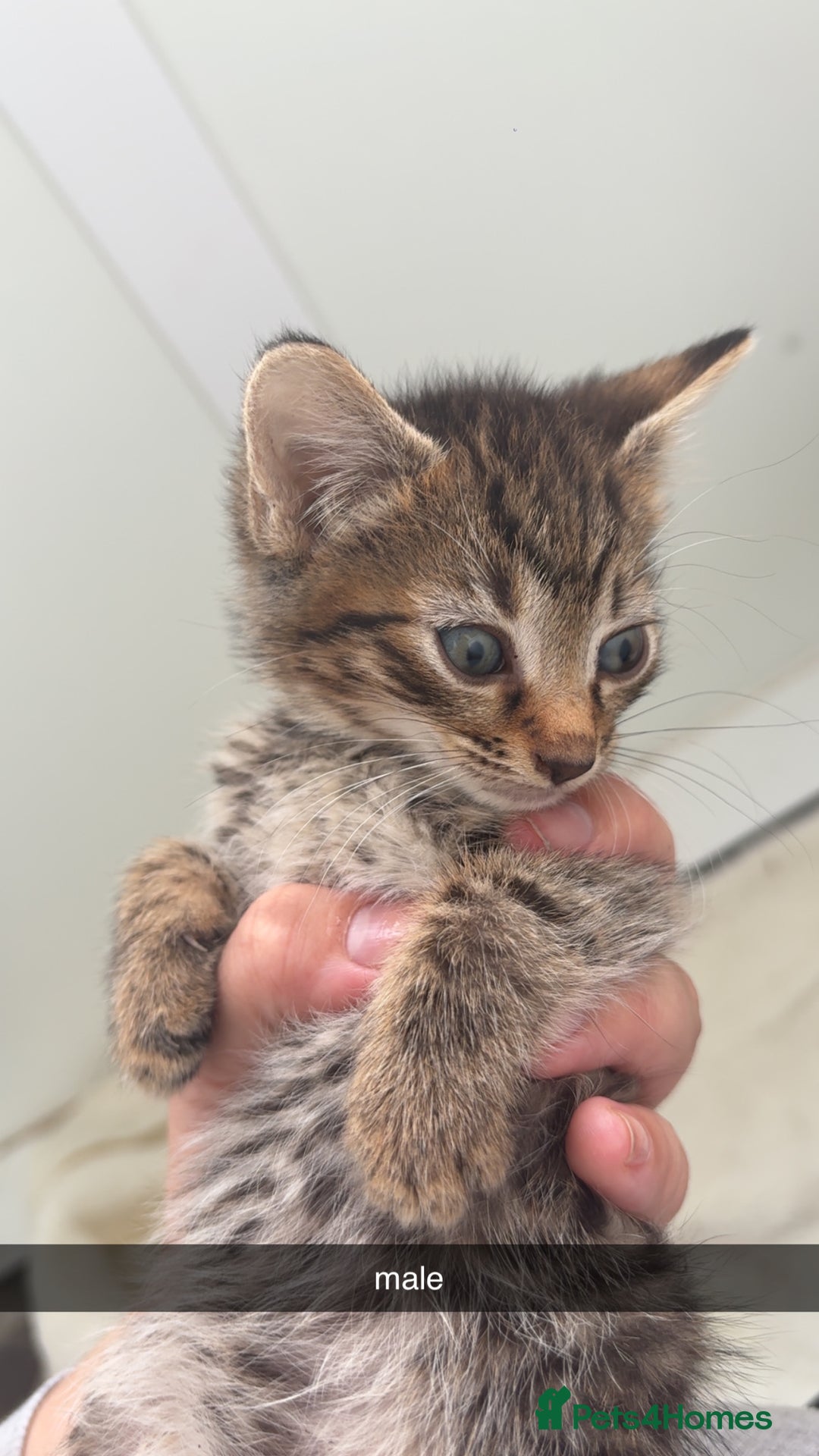 Maine Coon cats for sale: maine coon - bengals (2 males - mum free) - Image 1