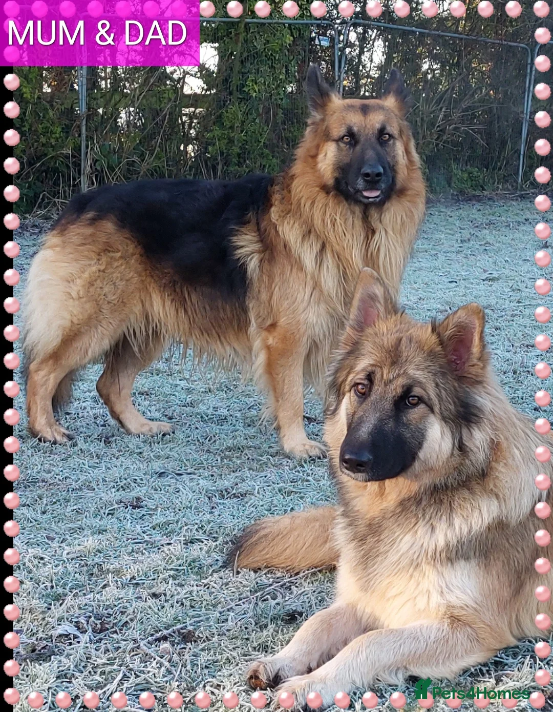 German Shepherd dogs for sale: German shephered puppys 4 boys 2 girls - Advert 2