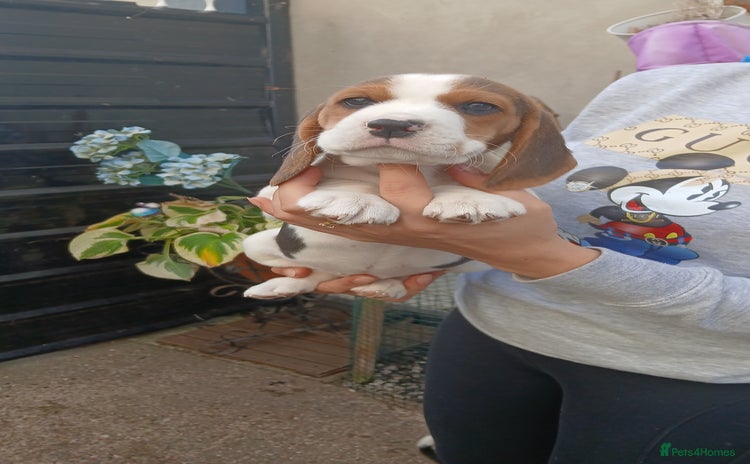 Beagle dogs - Advert 1