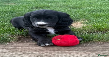 Cockerdor dogs - Advert 11