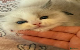 Ragdoll cats for sale: Blue eyes Blue-Bicolor kittens  - Image 25