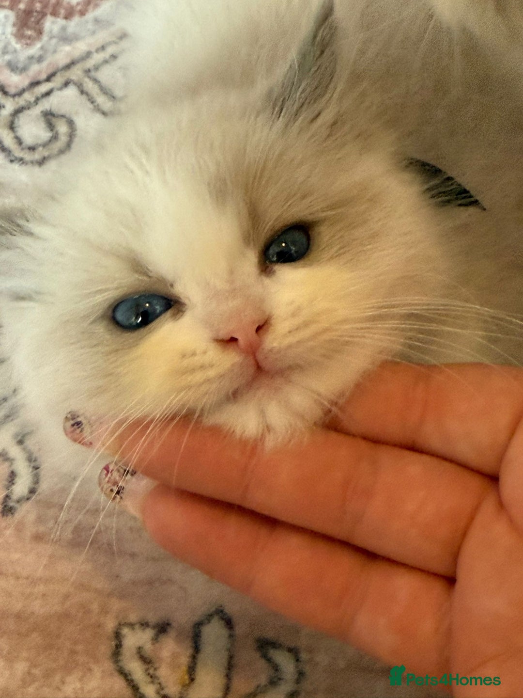 Ragdoll cats for sale: Blue eyes Blue-Bicolor kittens  - Image 25