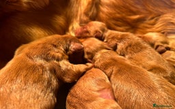 Mixed Breed dogs for sale: Beautiful litter of Golden Irish Puppies  - Image 3