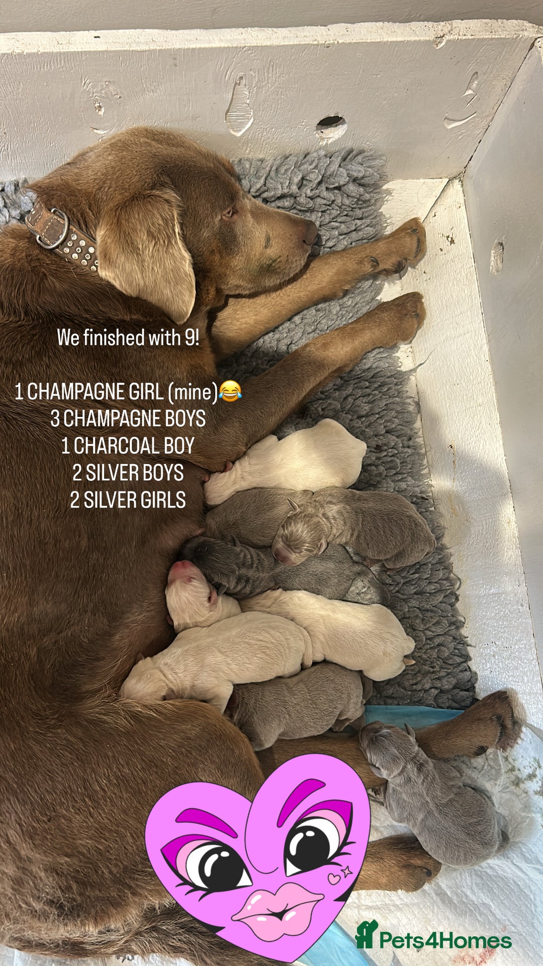 Labrador Retriever dogs for sale: Champagne, Silver and Charcoal - Image 7