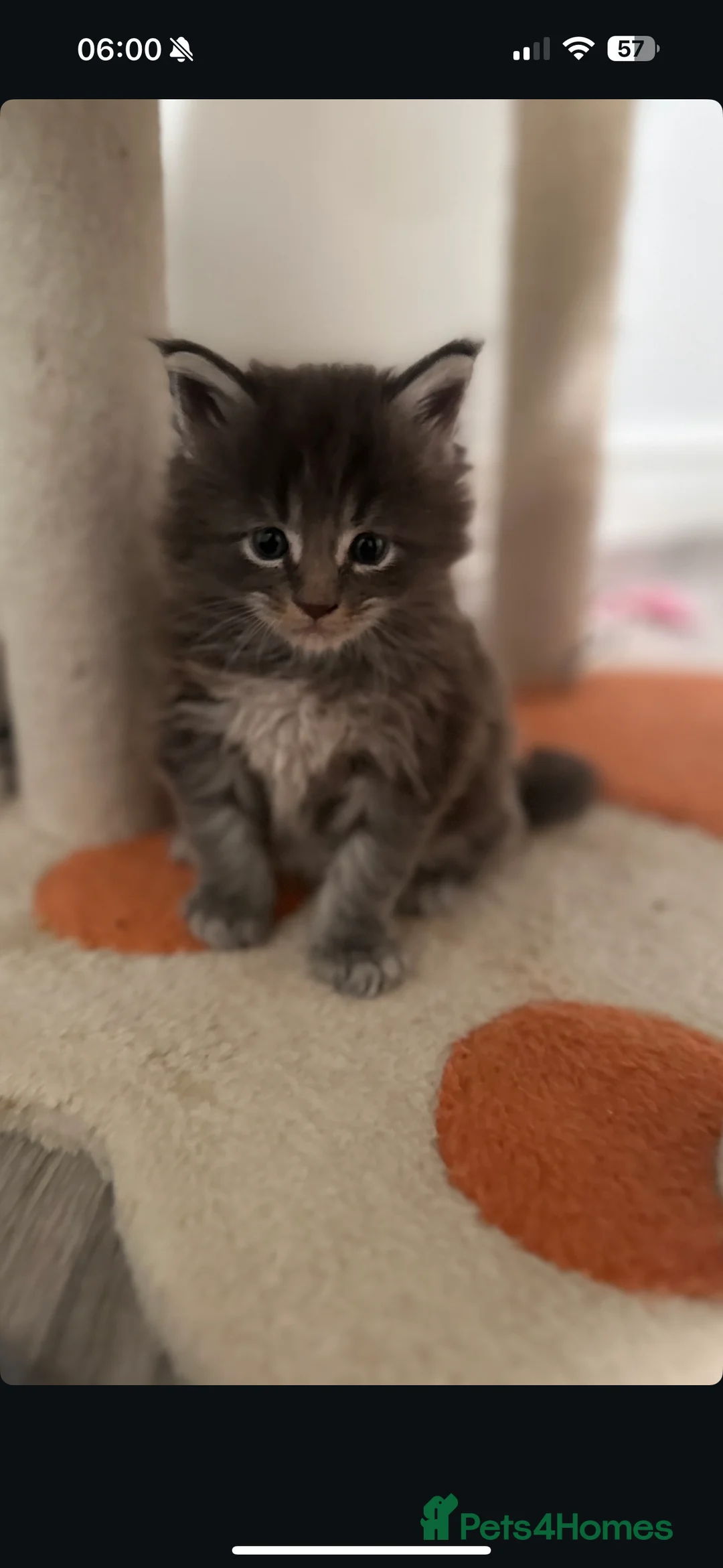 Maine Coon cats for sale: Maine Coon TICA registered✨ - Advert 7