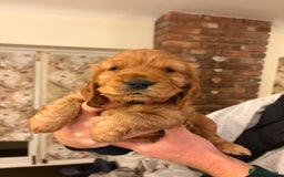 Cocker Spaniel dogs for sale: Beautiful female golden cocker spaniel - Advert 4