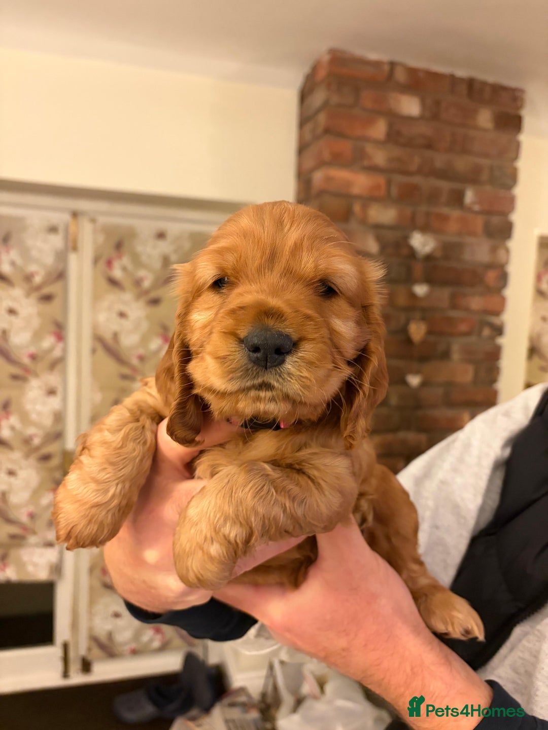 Cocker Spaniel dogs for sale: Beautiful female golden cocker spaniel - Advert 4