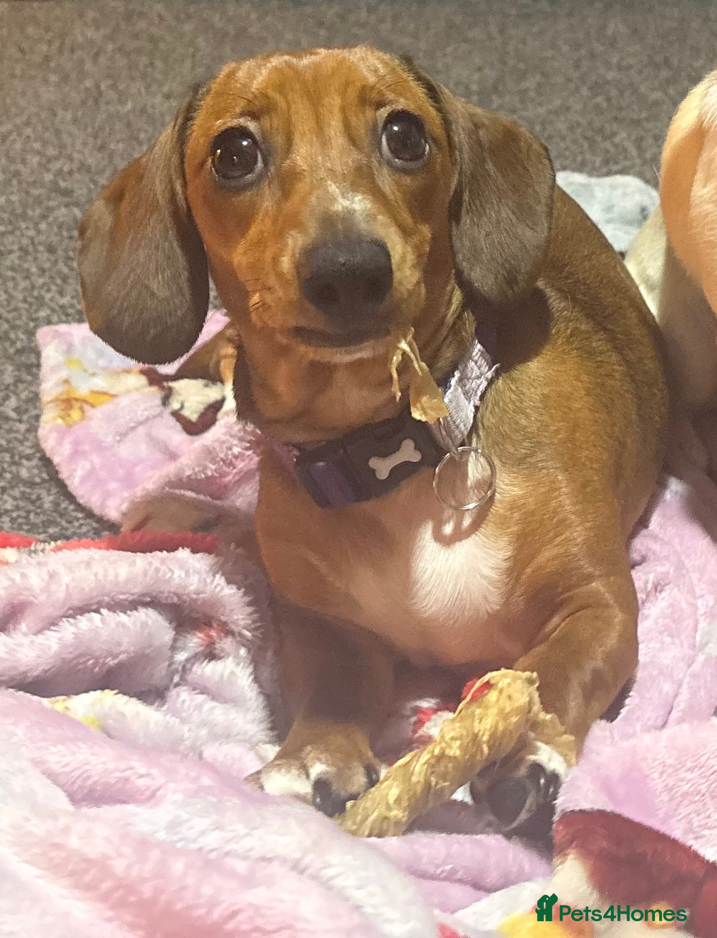 Dachshund dogs Dachshund Puppy in Stoke-on-Trent - Advert 3