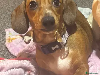 Dachshund dogs Dachshund Puppy in Stoke-on-Trent - Advert 3