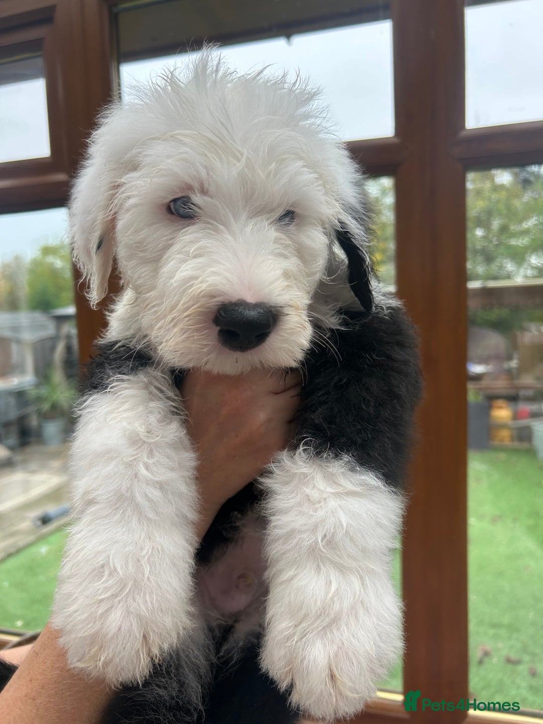 Old English Sheepdog dogs for sale: Outstanding Old English Sheepdog - Image 2