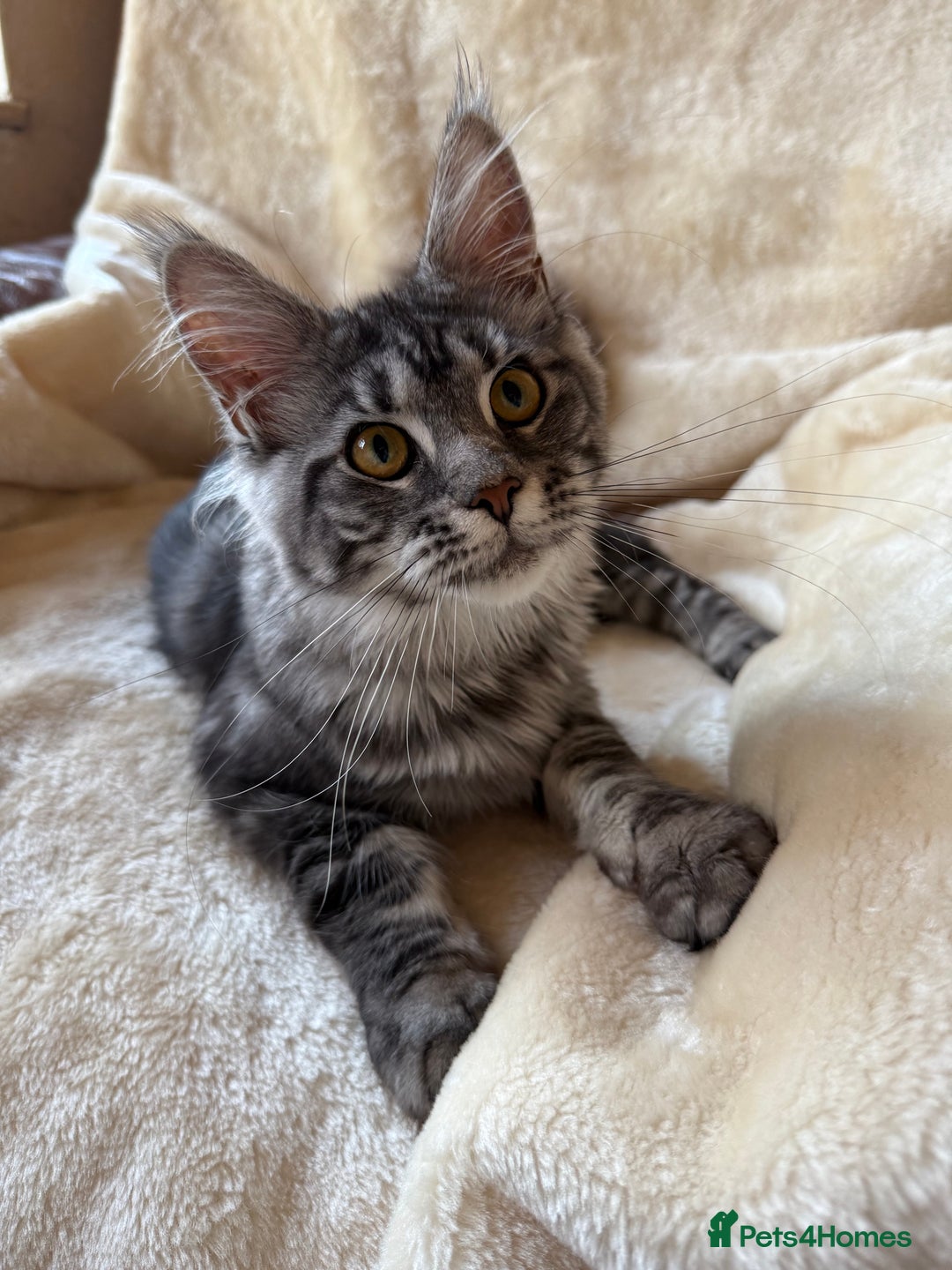 Maine Coon cats for sale: Pedigree GCCF Russian Import line Maine Coons - Advert 15