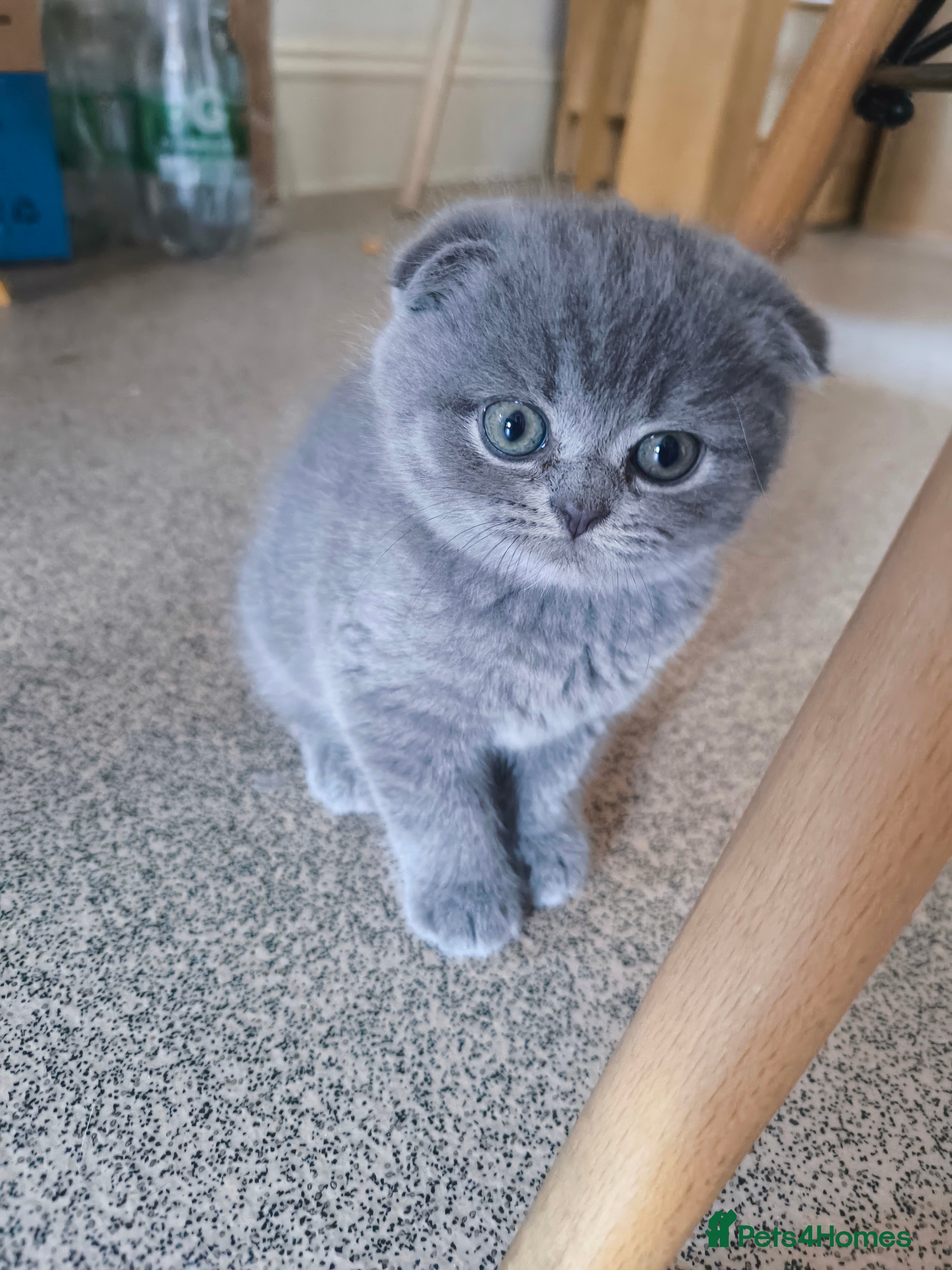 Scottish Fold cats 1 LEFT !Fluffy Top-Quality Scottish Fold  ! - Advert 11