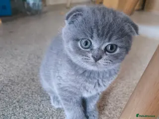 Scottish Fold cats 1 LEFT !Fluffy Top-Quality Scottish Fold ! - Advert 15