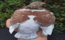 Pigeons birds for sale: Pigeon (Ash Red Check) - [Semi Hand-Raised Baby] - Image 2