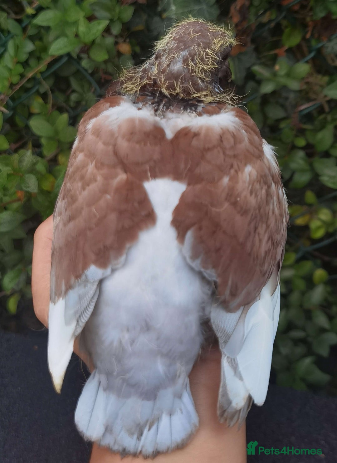 Pigeons birds for sale: Pigeon (Ash Red Check) - [Semi Hand-Raised Baby] - Image 2