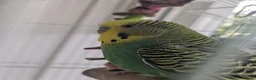 Budgerigars birds for sale: Pair of bonded male budgies  in Waterlooville - Advert 2