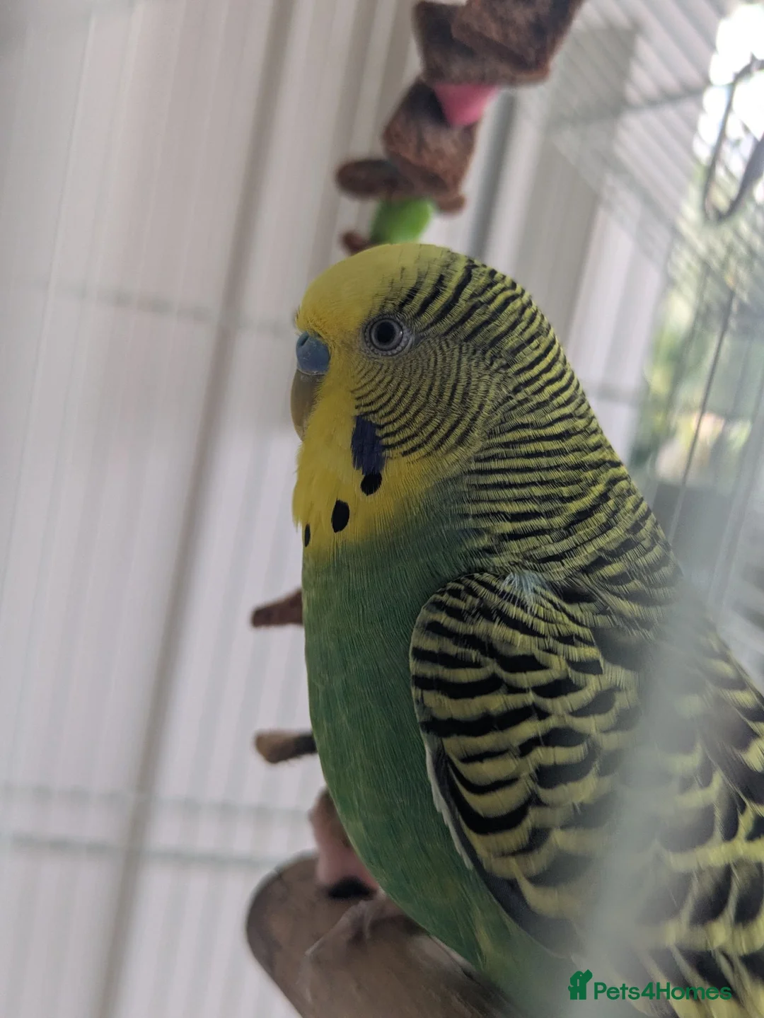 Budgerigars birds for sale: Pair of bonded male budgies  in Waterlooville - Advert 2
