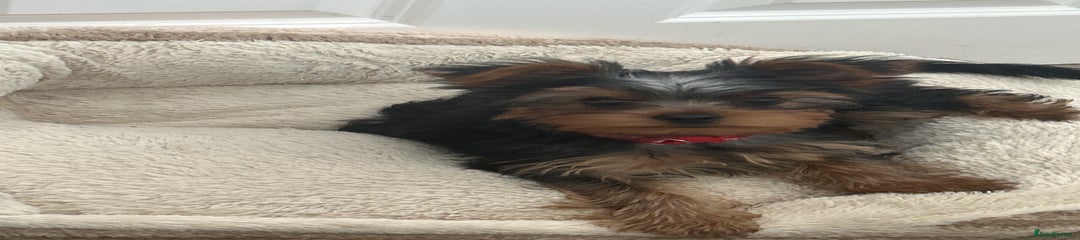 Yorkshire Terrier Puppy 1