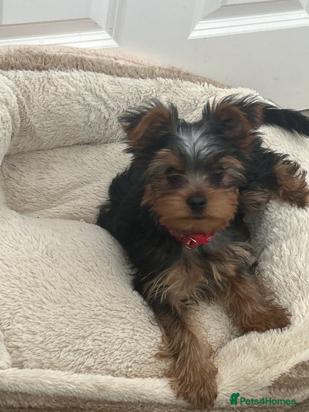 Yorkshire Terrier dogs for sale: Ready to leave  - Image 12