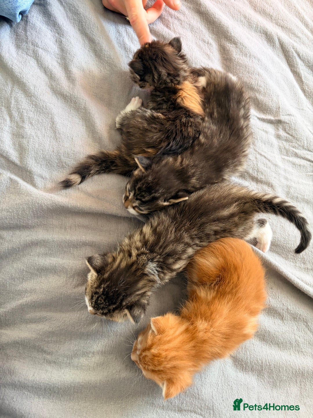 Maine Coon cats for sale: Mainecoon X tabby kittens 🐈‍⬛  - Advert 7