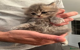 Scottish Fold cats for sale: Scottish fold and Scottish straight kitten - Advert 8